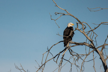 Bald eagle perching on a tree