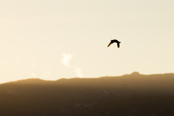 Fototapeta na wymiar American wigeon in flight