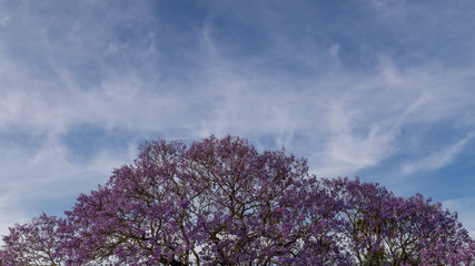 Arbre au printemps sur ciel nuageux à Stellenbosch Afrique du Sud