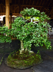 Bonsai and Penjing landscape with miniature evergreen tree in a tray