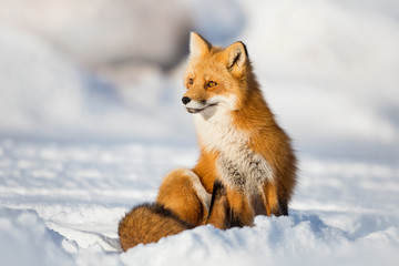 Red fox, Canada