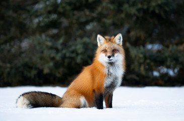Red fox, Canada