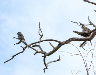 Monkey on branch of tree - animals in wilderness