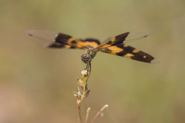 Dragonfly on the grass flower. Rhyothemis is a genus of dragonfly in the family Libellulidae. They are commonly known as Flutterers.