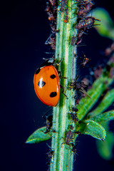 Ladybug