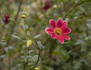 Obraz premium Flores