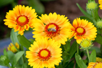 Biene bei der Arbeit auf Sommerblume