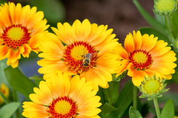 Biene bei der Arbeit auf Sommerblume