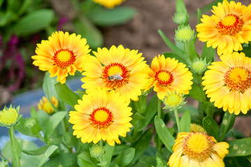 Biene bei der Arbeit auf Sommerblume