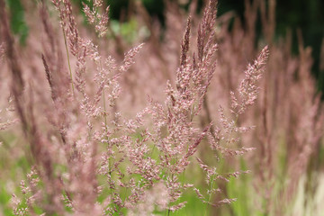 Braunes Gras im Fokus