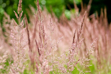 Braunes Gras im Fokus