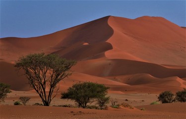Fototapeta na wymiar red namib sand dune at sunrise and trees