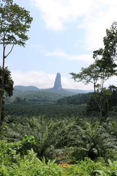 Pico de São Tomé, the highest mountain in São Tomé and Príncipe seen from the palm plantation