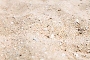 Sand close-up, sand texture, empty beach, Sunny day, isolated