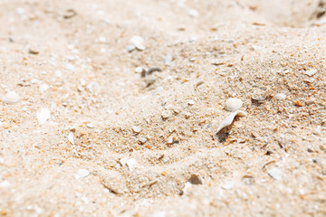 Sand close-up, sand texture, empty beach, Sunny day, isolated
