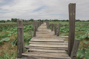 Obraz premium Wood bridge and green leaf lotus in the pond background