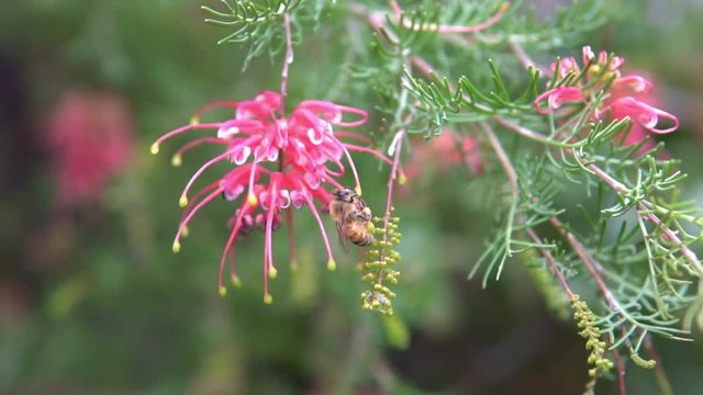 Bee crawling and flying around an Australian native flower, Grevillea.