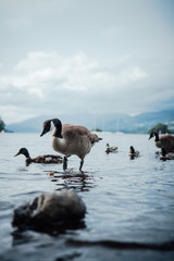 Geese in the lake