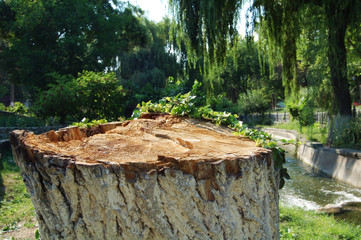 Fototapeta premium stump