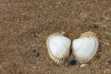 Shells on Beach