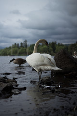 Swan standing in the lake