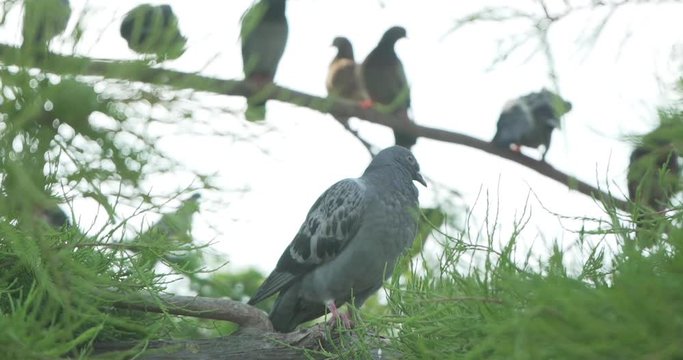 A wild pidgen sitting on a branch.