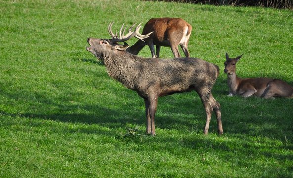 Hirsch am r&ouml;hren. Hirschbulle r&ouml;hrt vor den weidenden Hirschk&uuml;hen auf einer Wiese am Waldrand