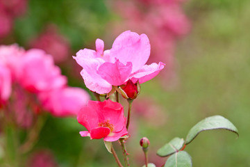 Sinnliche Rose in Pink