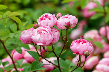 Geschlossene pinke Rose