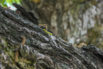 a butterfly larva on a tree