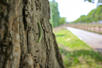 a butterfly larva on a tree