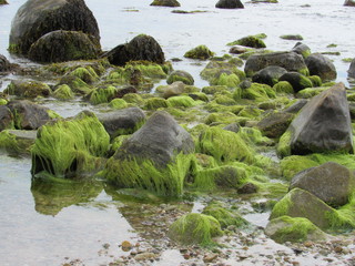 Green seaweed on rocks above water as the tide goes down at the beach 
