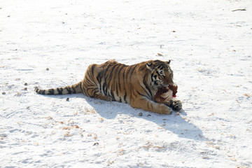 Tiger eating a chicken