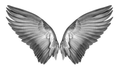 Plakat wing of bird on white background