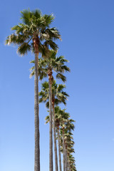 Palm trees rising into the sky (Marbella, Malaga, Andasia, Spain)