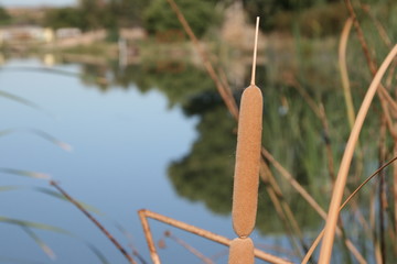 Cattail at Lake