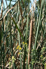 Fototapeta premium Cattail in Reeds