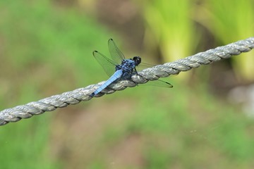 Dragonfly / Orthetrum triangulare melania / Male