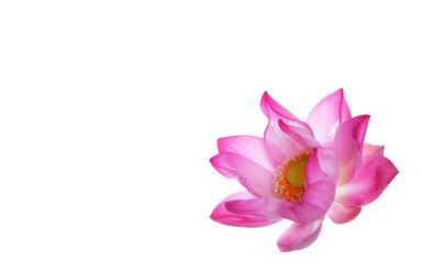 beautiful lotus flower isolated on white background with white space