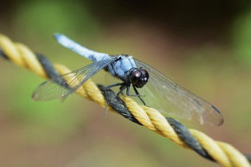 Dragonfly / Orthetrum triangulare melania / Male