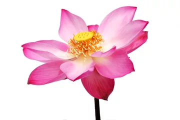 Poster fleur de lotus beautiful blooming pink lotus flower isolated on white background.