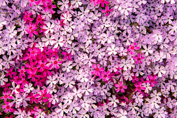 Fototapeta premium Beautiful pink white flowers along the footpath.