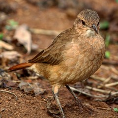 joao de barro - ribeirao de sao domingos minas gerais brasil