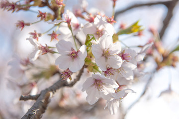 closed up of cherry blossom in japanese park.