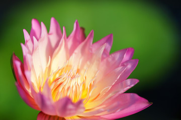 beautiful pink lotus flower blooming in pond.