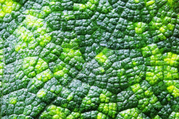 close up texture of fresh tropical leaf background.