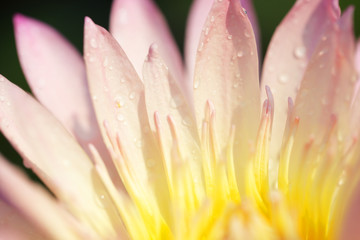 beautiful blooming lotus flower background
