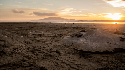 Dead stingray captured on the Kapiti coast beach near Paraparaumu in Wellington area, North Island of New Zealand. Kapiti Island in backround