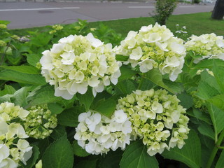 白いアジサイ