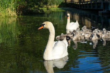 Obraz premium A family of swans with their nestlings on a pond.